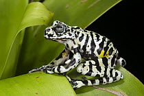 Tiger's Treefrog (Hyloscirtus tigrinus), newly described species, native to South America