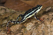 Elegant Stubfoot Toad (Atelopus elegans), native to South America