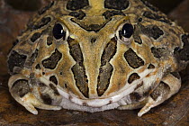 Pacific Horned Frog (Ceratophrys stolzmanni), native to South America