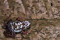 Anthony's Poison Arrow Frog (Epipedobates anthonyi) in defensive posture 'playing dead', native to South America