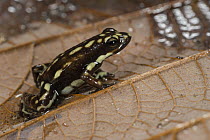 Poison Dart Frog (Epipedobates darwinwallacei), native to South America