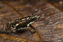 Poison Dart Frog (Epipedobates darwinwallacei), native to South America