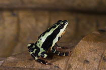 Pebas Stubfoot Toad (Atelopus spumarius), native to South America