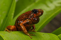 Pichincha Poison Arrow Frog (Oophaga sylvatica) calling, native to South America