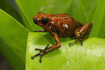Pichincha Poison Arrow Frog (Oophaga sylvatica), native to South America