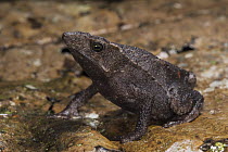 Valle Santiago Beaked Toad (Rhinella festae), native to South America