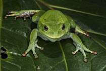 Marsupial Frog (Gastrotheca orophylax), native to South America