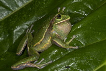Silver Marsupial Frog (Gastrotheca plumbea) calling, Chimborazo Volcano, Andes, Ecuador