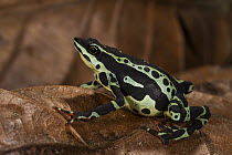 Pebas Stubfoot Toad (Atelopus spumarius), native to South America