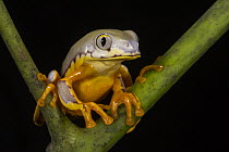 Splendid Leaf Frog (Agalychnis calcarifer), native to South America