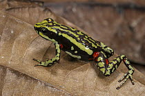 Phantasmal Poison Dart Frog (Epipedobates tricolor), native to South America