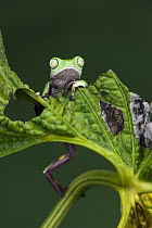 Agua Rica Leaf Frog (Phyllomedusa ecuatoriana) peeking over leaf, native to South America