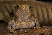 South American Common Toad (Rhinella margaritifera), native to South America