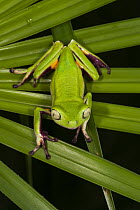 Agua Rica Leaf Frog (Phyllomedusa ecuatoriana) on palm leaf, native to South America