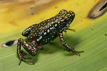 Phantasmal Poison Dart Frog (Epipedobates tricolor), native to South America