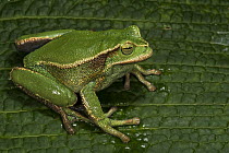 Silver Marsupial Frog (Gastrotheca plumbea), Chimborazo Volcano, Andes, Ecuador