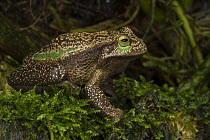 Silver Marsupial Frog (Gastrotheca plumbea), Chimborazo Volcano, Andes, Ecuador