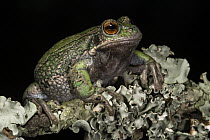 San Lucas Marsupial Frog (Gastrotheca pseustes) amid lichen, native to South America