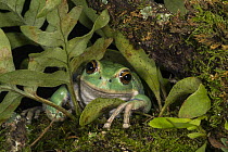 San Lucas Marsupial Frog (Gastrotheca pseustes) amid ferns, native to South America