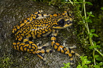 Prince Charles Stream Tree Frog (Hyloscirtus princecharlesi), newly described species, native to South America