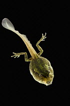 Marsupial Frog (Gastrotheca riobambae) tadpole, native to South America