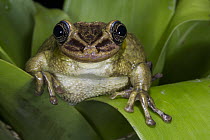Bone-headed Tree Frog (Trachycephalus jordani), Ecuador