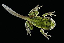 Marsupial Frog (Gastrotheca riobambae) froglet with tail, native to South America