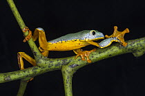 Splendid Leaf Frog (Agalychnis calcarifer) climbing, native to South America