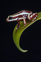 Anthony's Poison Arrow Frog (Epipedobates anthonyi), native to South America