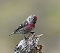 Common Redpoll (Carduelis flammea) male, Norway