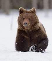 Brown Bear (Ursus arctos) running through snow, Finland