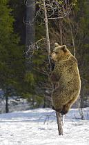Brown Bear (Ursus arctos) sub-adult climbing tree, Finland