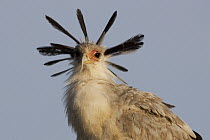 Secretary Bird (Sagittarius serpentarius), Ngorongoro Conservation Area, Tanzania