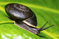 Snail (Isomeria sp), Septimo Paraiso Cloud Forest Reserve, Mindo, Ecuador