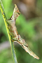 Prominent Moth (Nystalea aequipars) caterpillar mimicking lizard in defensive posture, Septimo Paraiso Cloud Forest Reserve, Mindo, Ecuador