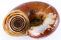 Land Snail (Aperostoma quitensis) withdrawn inside its shell, Septimo Paraiso Cloud Forest Reserve, Mindo, Ecuador