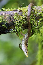 Rhombifer Anadia (Anadia rhombifera) lizard hanging from branch, Septimo Paraiso Cloud Forest Reserve, Mindo, Ecuador