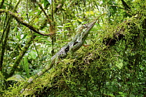 Horned Anole (Anolis proboscis) male in cloud forest, Mindo, Ecuador