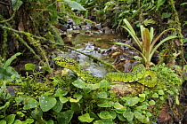 Eyelash Viper (Bothriechis schlegelii) in rainforest, Septimo Paraiso Cloud Forest Reserve, Mindo, Ecuador