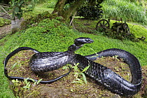 Large-scaled Black Tree Snake (Chironius grandisquamis) in defensive posture, Mindo, Ecuador