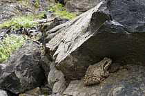 Pacific Chorus Frog (Pseudacris regilla) female hiding in creek bed, Eagle Cap Wilderness, Oregon