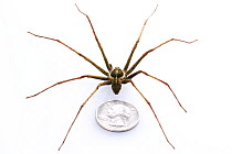 Wandering Spider (Enoploctenus sp) male, undescribed species, beside quarter to show size, Ecuador