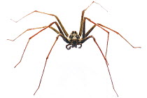 Wandering Spider (Enoploctenus sp) male, undescribed species, Ecuador