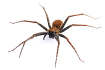 Wandering Spider (Enoploctenus sp) female, undescribed species, Ecuador