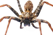 Wandering Spider (Enoploctenus sp) sub-adult female, undescribed species, Ecuador