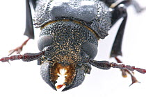 Long Horn Beetle (Mallodon baiulus), Septimo Paraiso Cloud Forest Reserve, Mindo, Ecuador