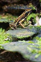 Poison Dart Frog (Epipedobates darwinwallacei) male, newly described species, Ecuador