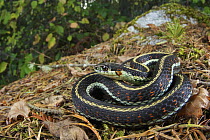 Puget Sound Garter Snake (Thamnophis sirtalis pickeringii), Olympic National Park, Washington