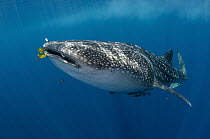 Whale Shark (Rhincodon typus) and Golden Trevally (Gnathanodon speciosus) group, Cenderawasih Bay, West Papua, Indonesia