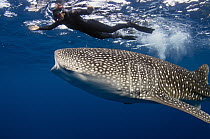 Whale Shark (Rhincodon typus) and tourist, Cenderawasih Bay, West Papua, Indonesia